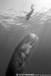 Checking out a whale (taken under permit) by Arun Madisetti 